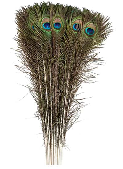 Peacock feather plumage - GREEN/BLUE